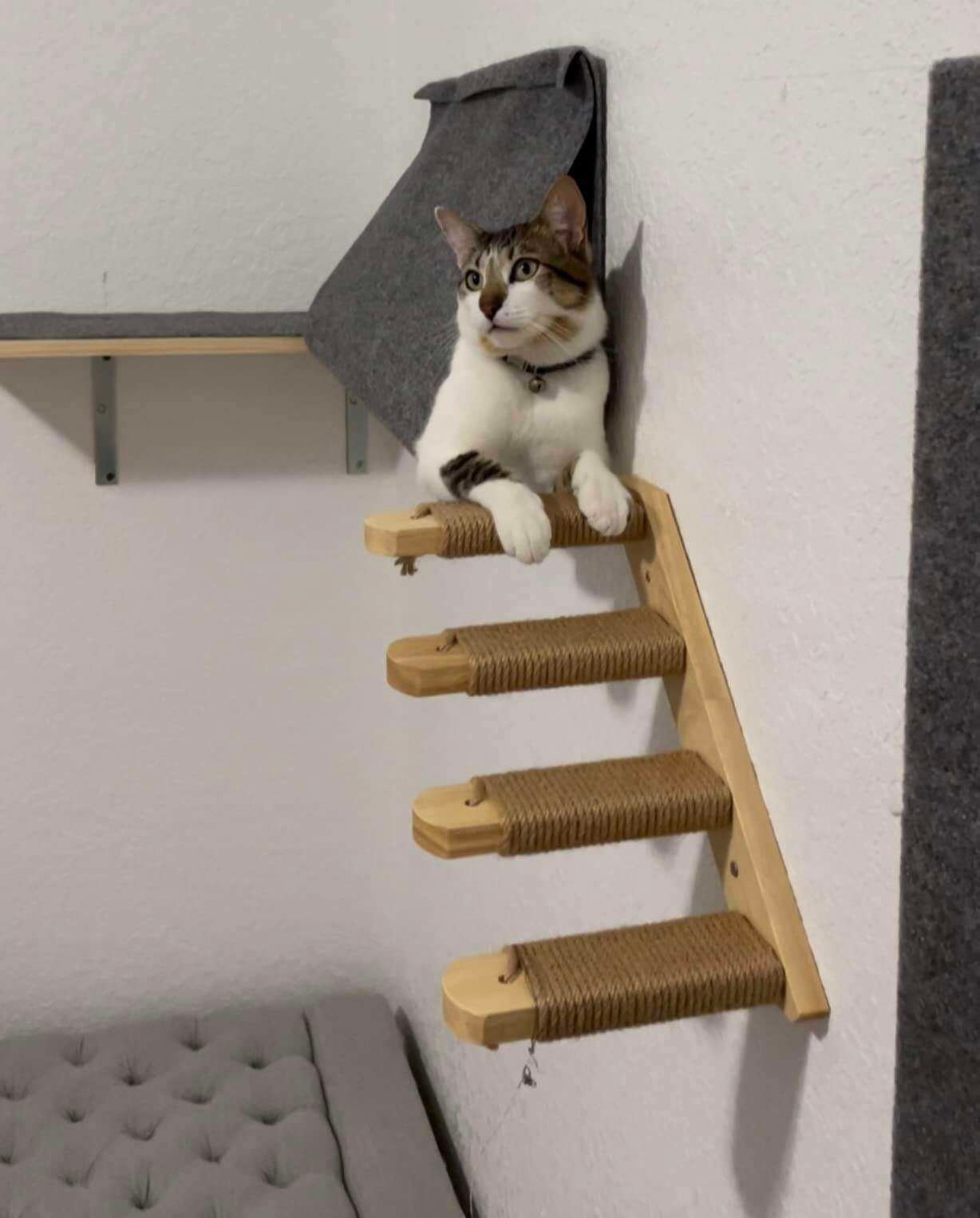 Cat Climbing Shelf